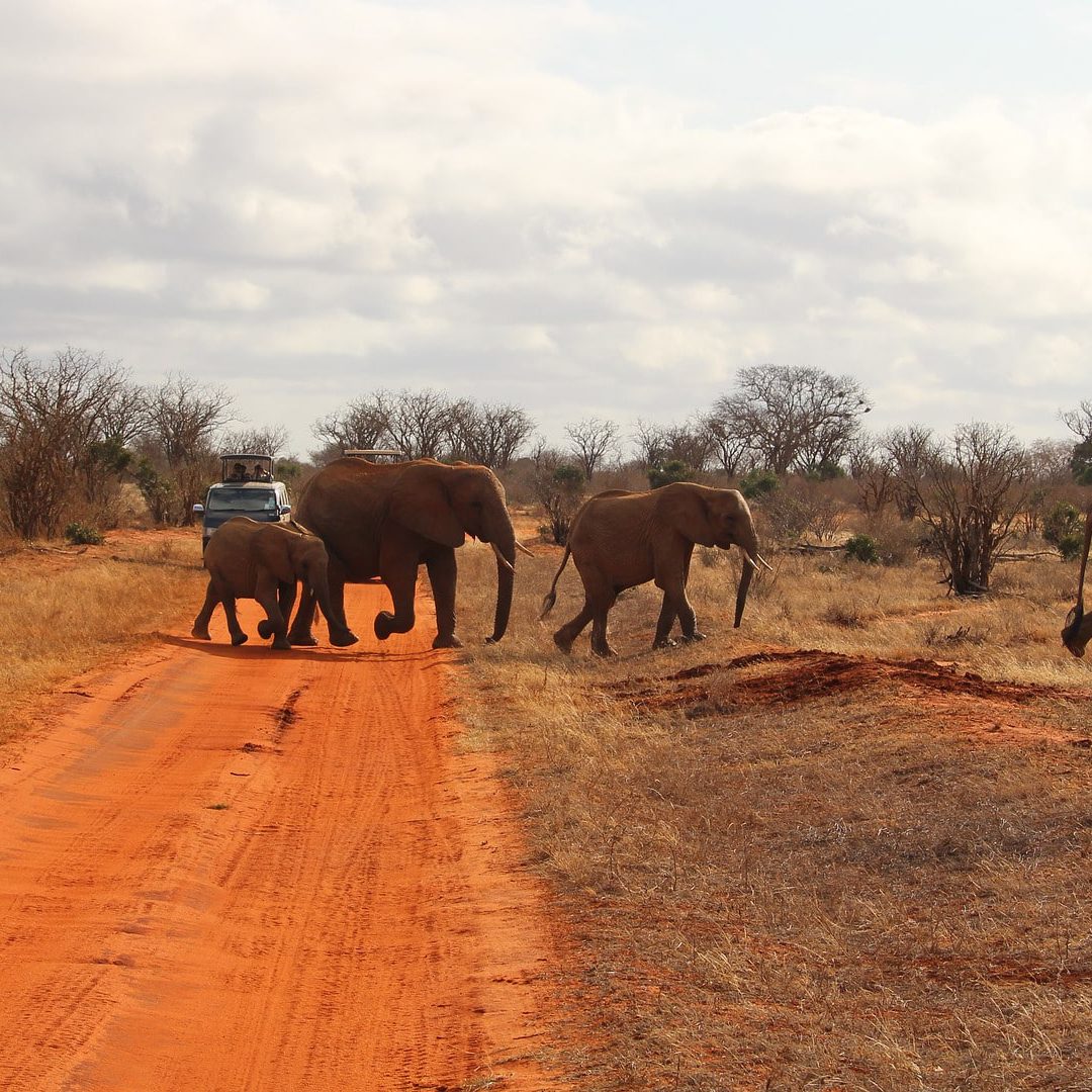 A herd of red dusted elephants crossing a dirt road in Tsavo East National Park, Kenya
