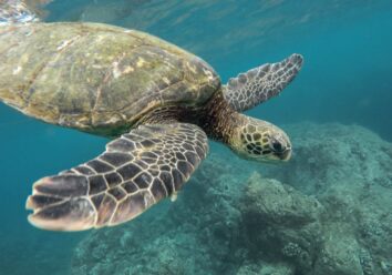 A green sea turtle swimming close to the camera in clear turquoise water