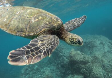 A green sea turtle swimming close to the camera in clear turquoise water