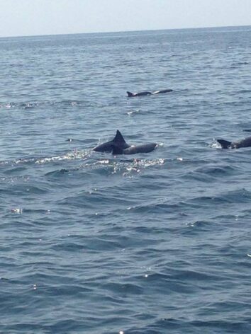 Two dolphins swimming and surfacing in the open ocean