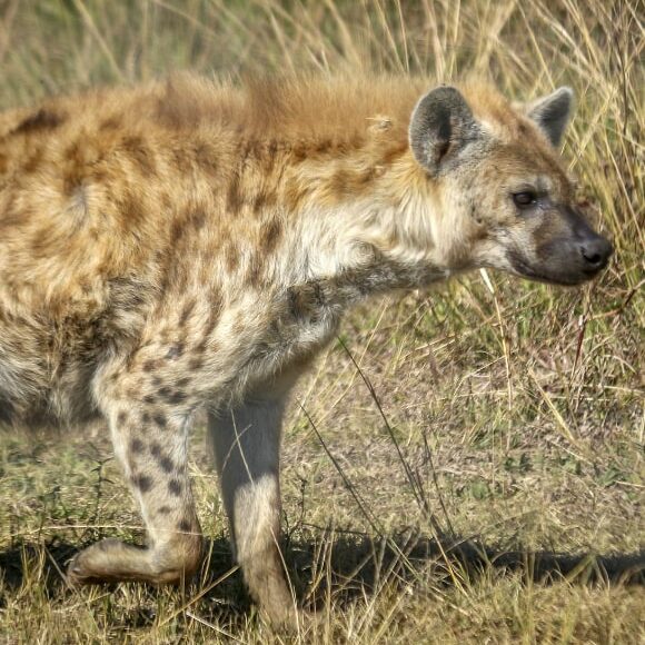 Close-up side profile of a spotted hyena walking through dry golden grass