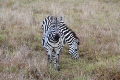 Two zebras stand quietly in the vast savanna.