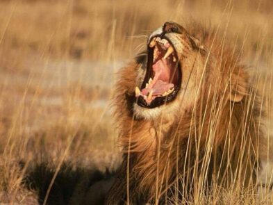 A roaring lion in the savanna