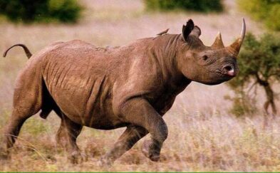 A rhinoceros crosses the Maasai Mara.
