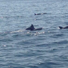 Several dolphin fins breaking the surface of calm, grayish-blue ocean water, with more fins visible in the distance