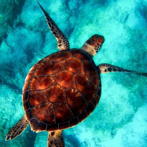 A sea turtle swimming above a coral reef, viewed from above, with its flippers extended and textured brown shell visible