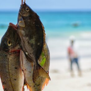 Freshly caught fish held up on a sandy beach, with a person walking in the background