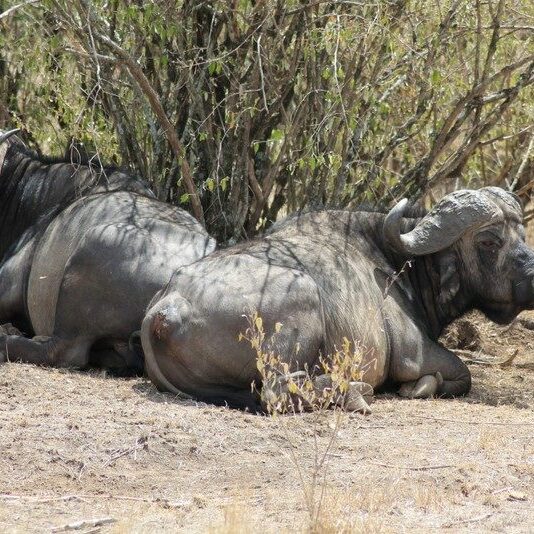 Two African buffalo resting on dry, dusty ground in the shade of dense bushes and trees