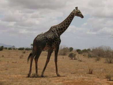 A giraffe walking across dry, open savanna with sparse trees and distant hills under a partly cloudy sky