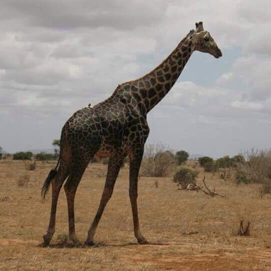 A giraffe walking across dry, open savanna with sparse trees and distant hills under a partly cloudy sky