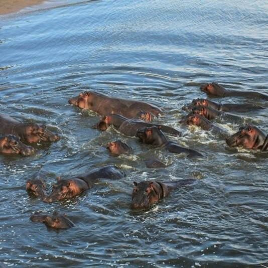 group of hippopotamuses swimming together in a river, with only their heads and backs visible above the water