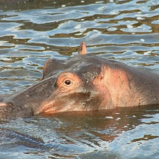 Close-up of a hippopotamus partially submerged in rippling blue water, with only its eyes, ears, and snout visible above the surface