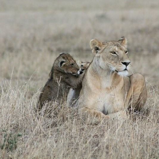 A lioness lying in dry golden grass with her cub nuzzling affectionately beside her