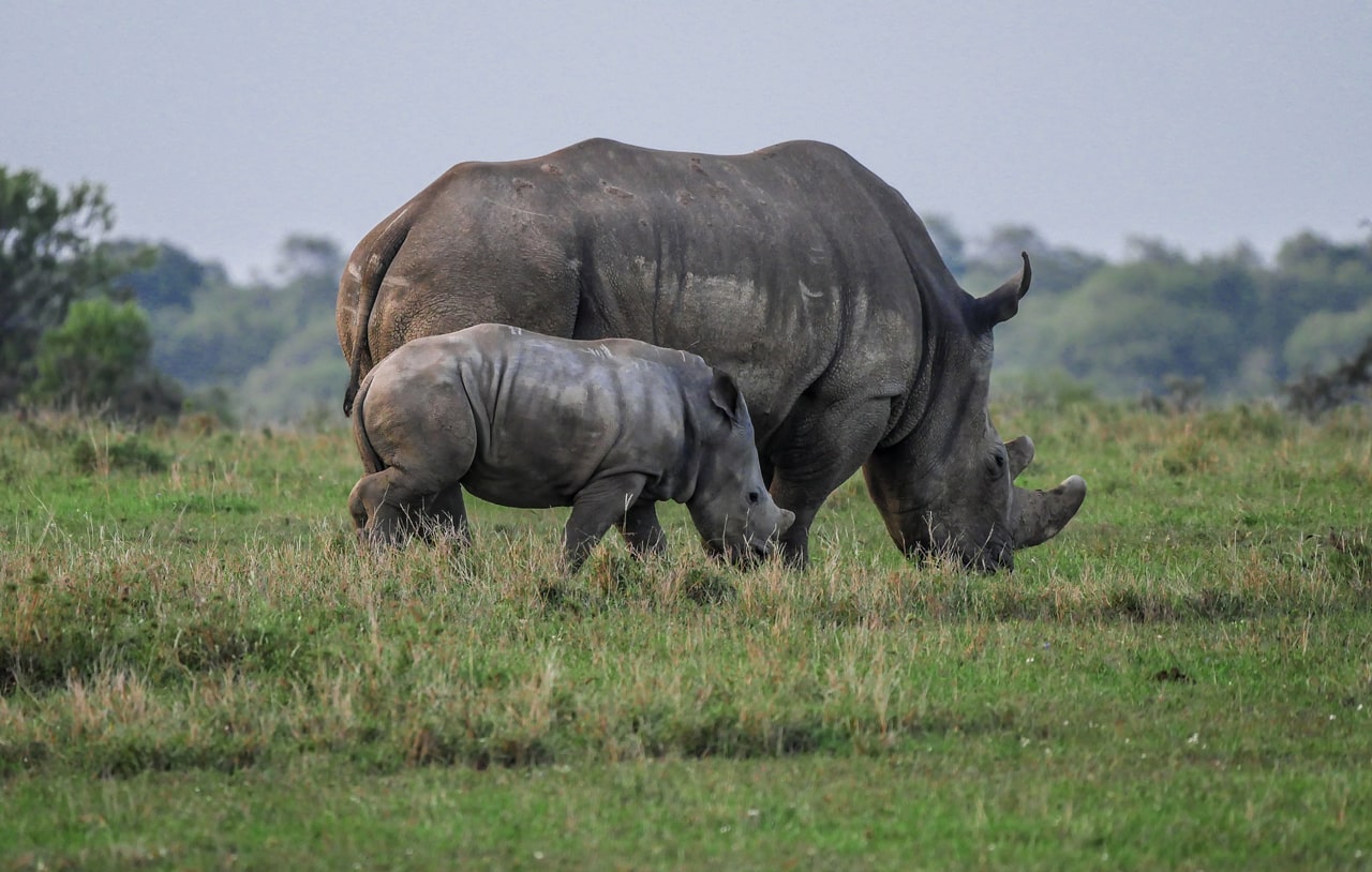 Two Rhinos