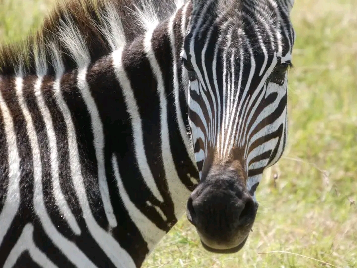 A zebra looks into the camera