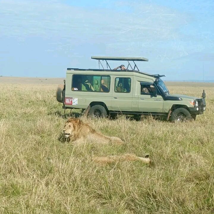 A male lion resting in tall grass beside a safari jeep with tourists observing him