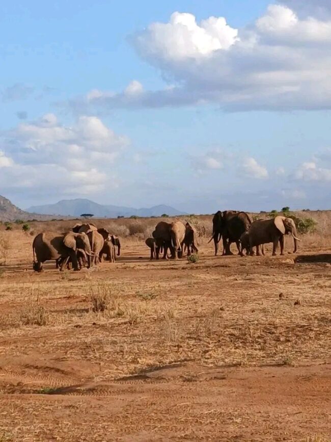 Herd of elephants on dry savanna land with mountains in the background