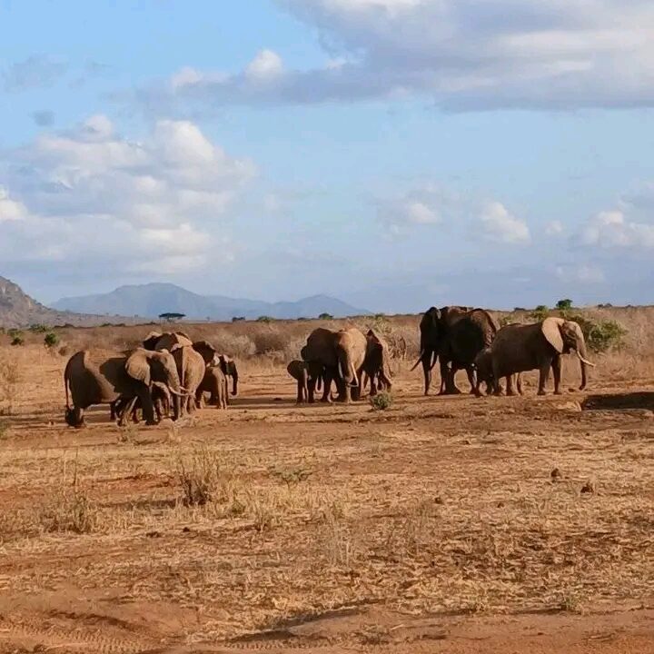 Herd of elephants on dry savanna land with mountains in the background
