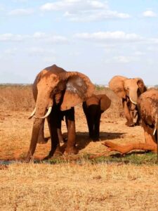 A herd of elephants in Tsavo East National Park in Kenya