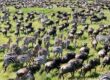 A massive herd of zebras and wildebeest spread across the African savannah during the Great Migration