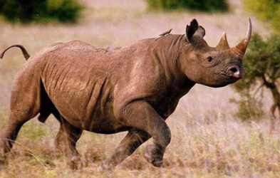 A rhinoceros crosses the Maasai Mara