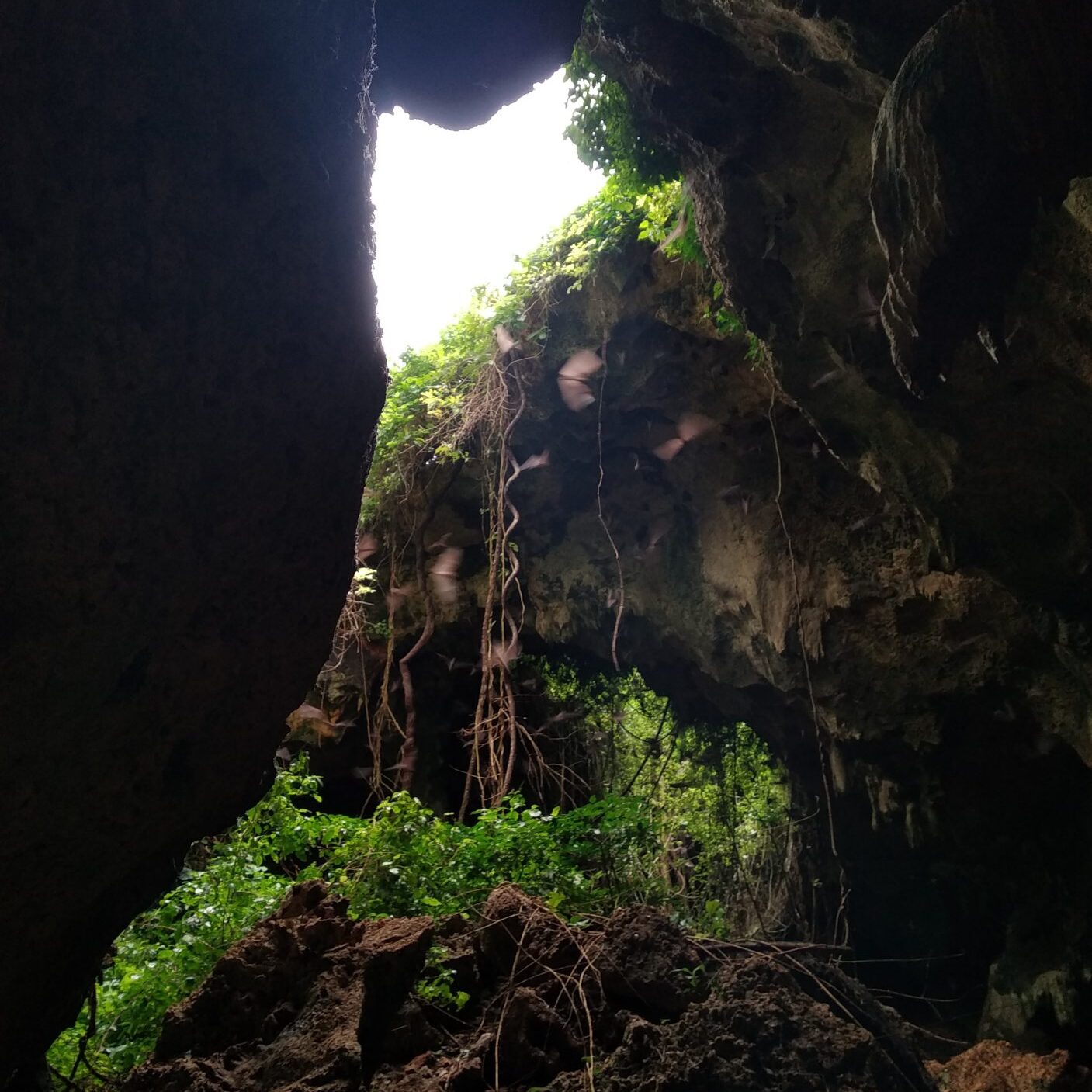 View from inside a dark cave looking up at an opening with sunlight, hanging roots, and green vegetation