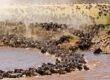 Large herds of wildebeest and zebras cross a muddy river in the Masai Mara, while thousands more animals stream down the dusty riverbanks in the background.