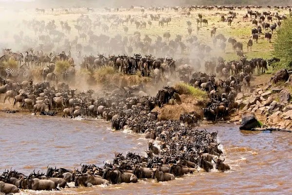 Large herds of wildebeest and zebras cross a muddy river in the Masai Mara, while thousands more animals stream down the dusty riverbanks in the background.