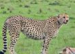 A cheetah with its characteristic spotted coat stands alert on an expansive grassy landscape, looking to the side.