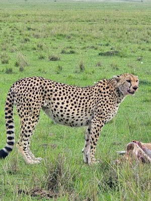 A cheetah with its characteristic spotted coat stands alert on an expansive grassy landscape, looking to the side.