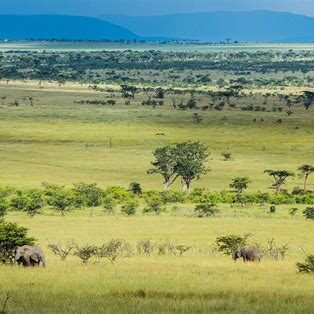 Elephants grazing across the vast green plains of the Masai Mara
