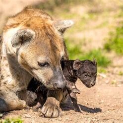 Hyena Mother Adult spotted hyena carrying a dark-coated cub in its mouth