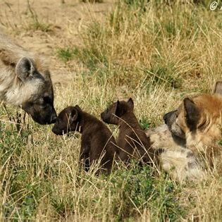Adult spotted hyena with two dark-coated cubs in tall grass