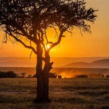 Sun setting behind a lone acacia tree in the Masai Mara