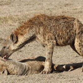 Two spotted hyenas engaging in a greeting or bonding ritual