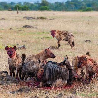 A clan of spotted hyenas gathered around a wildebeest carcass