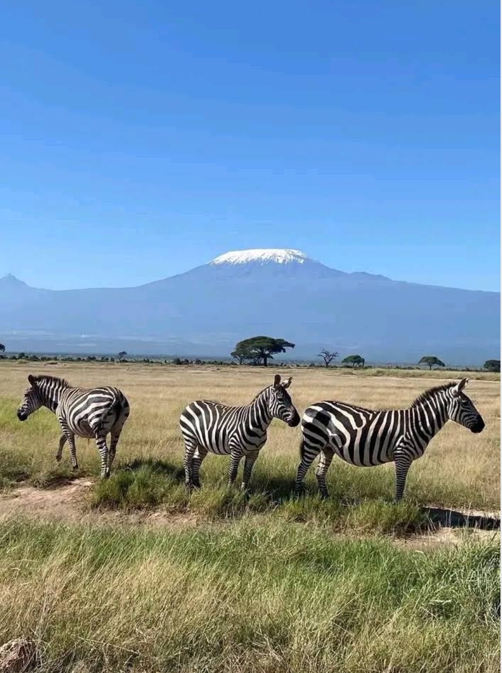 Three zebras standing in golden savanna grassland with snow-capped Mount Kilimanjaro rising in the background under a clear blue sky, scattered acacia trees dotting the plain