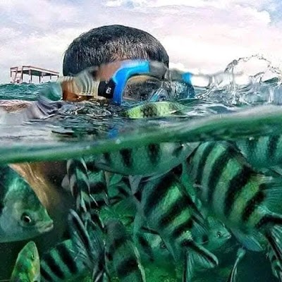 A split-level photo shows a snorkeler with a diving mask at the water's surface, while numerous striped fish swim underwater below.